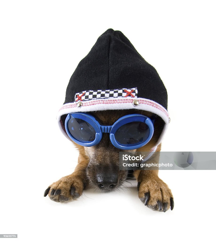 Gafas de perro - Foto de stock de Animal libre de derechos