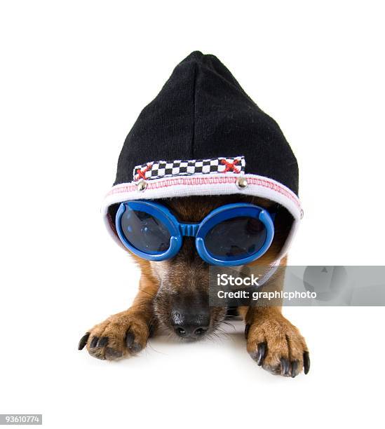 Óculos Cão - Fotografias de stock e mais imagens de Animal - Animal, Casaco com Capuz, Animal de Estimação