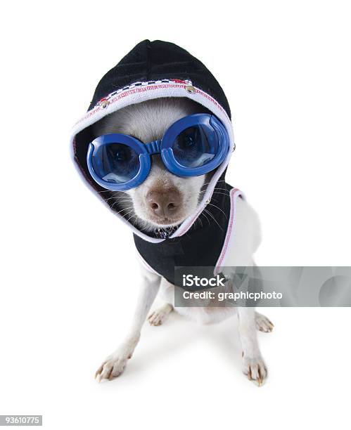 Foto de Óculos De Cachorro e mais fotos de stock de Chihuahua - Raça Pura - Chihuahua - Raça Pura, Humor, Acessório ocular