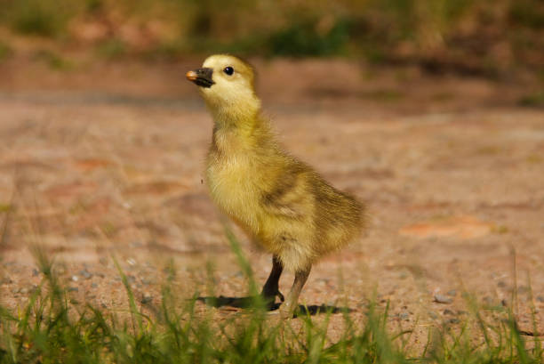 istock Little yellow fluffy wild goose chick 936109540