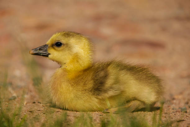 istock Little yellow fluffy wild goose chick 936109634