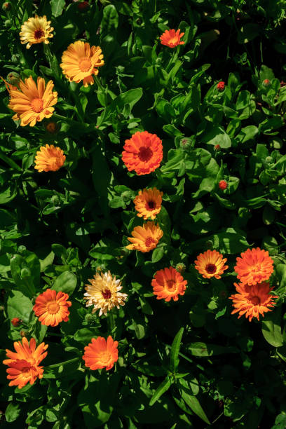 istock Flowers of Calendula 936114348