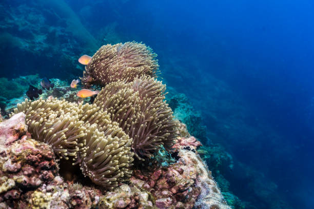 Underwater Clown fish Skunk Anemonefish (Amphiprion ephippium) in Magnificent Anemone (Heteractis magnifica) coral Several Skunk Anemonefish Clown fish (Amphiprion ephippium) populate a Magnificent Sea Anemone (Heteractis magnifica).  Coral reefs are the one of earths most complex ecosystems, containing over 800 species of corals and one million animal and plant species.  The Anemone has stinging venom coated polyps, which the Anemone fish has the ability to cover its body with and use as protection from predators.  In return, the Anemone fish constantly eats parasites from the Anemone, keeping it clean.  A perfect demonstration of a symbiotic relationship in nature.  The location is Phi Phi, Andaman Sea, Krabi, Thailand. red algae stock pictures, royalty-free photos & images