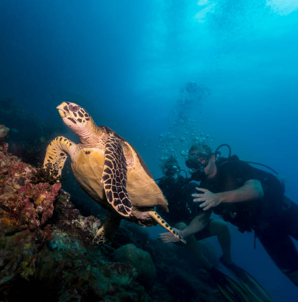 istock Critically endangered species Hawksbill Sea Turtle (Eretmochelys imbricate) and scuba divers 936116550