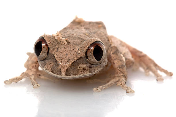istock African Big Eyed Frog 93611887