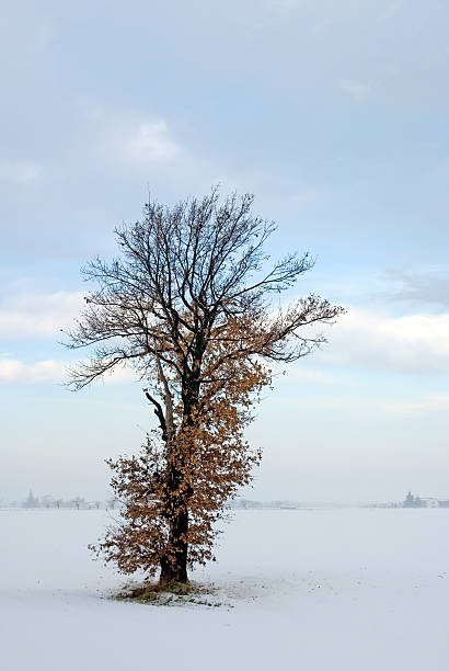 Alone tree in winter stock photo