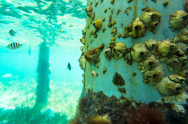 balanomorphas em uma coluna de ferro no mar - barnacle - fotografias e filmes do acervo