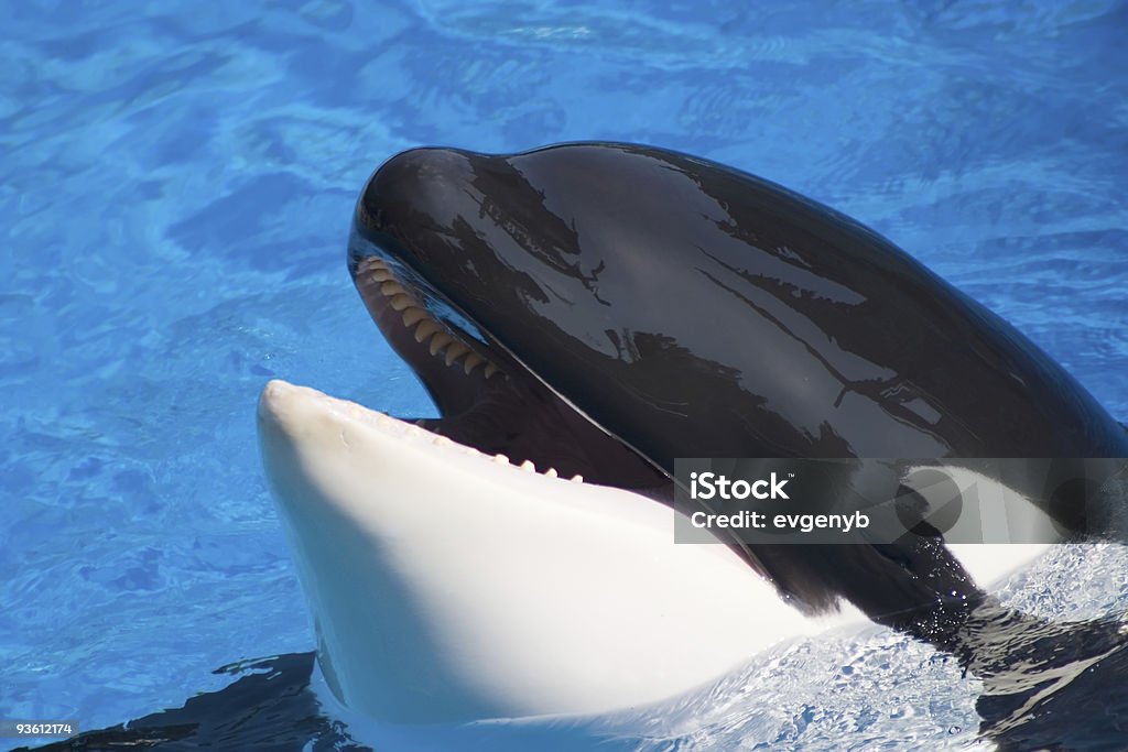 Ballena orca es divertirse - Foto de stock de Ballena orca libre de derechos