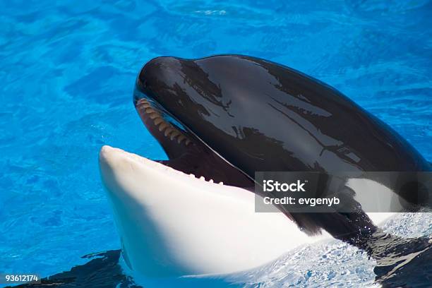 Orca Se Divertirse - Fotografias de stock e mais imagens de Orca - Orca, Parque público, Animal