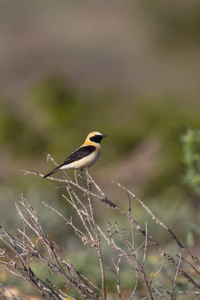 Male westren Black-eared Wheatear perched A male Western Black eared Wheatear (Oenanthe hispanica) perched, against a blurred, natural background, Andalusia, Spain oenanthe hispanica stock pictures, royalty-free photos & images