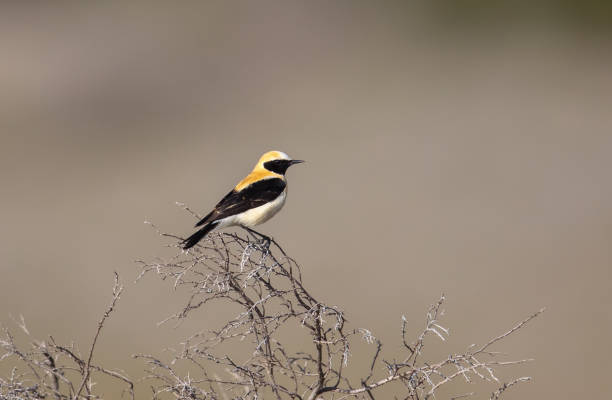 Male Black-eared Wheatear perched A male Western Black eared Wheatear (Oenanthe hispanica) perched on a bush, isolated against a blurred, natural background, Andalusia, Spain oenanthe hispanica stock pictures, royalty-free photos & images