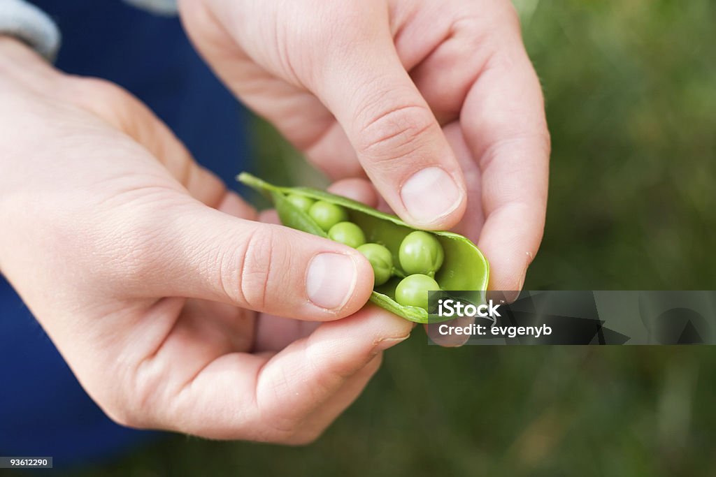 Mani tenere incrinato Baccello - Foto stock royalty-free di Baccello - Piselli