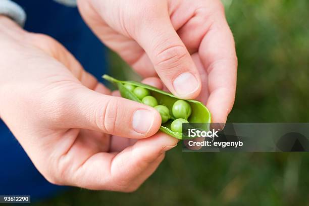 Mani Tenere Incrinato Baccello - Fotografie stock e altre immagini di Baccello - Piselli - Baccello - Piselli, Alimentazione sana, Ambientazione esterna