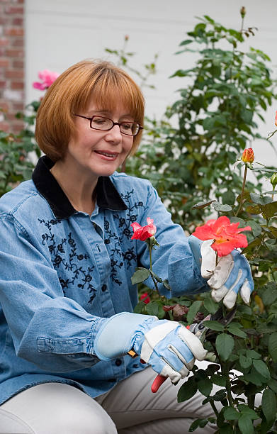 istock Women is cutting roses in garden 93612311