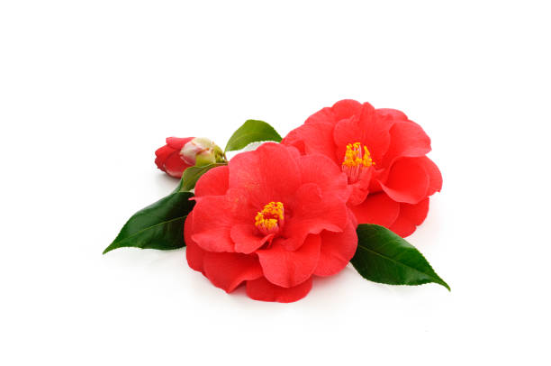 istock flowers of camellia 936124270