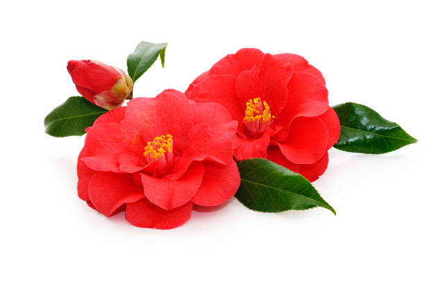 flowers of camellia flowers of camellia on a white background camellia photos stock pictures, royalty-free photos & images