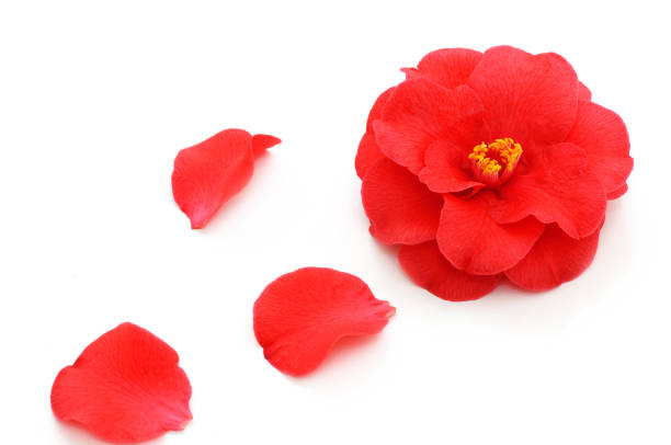 flowers of camellia on a white background