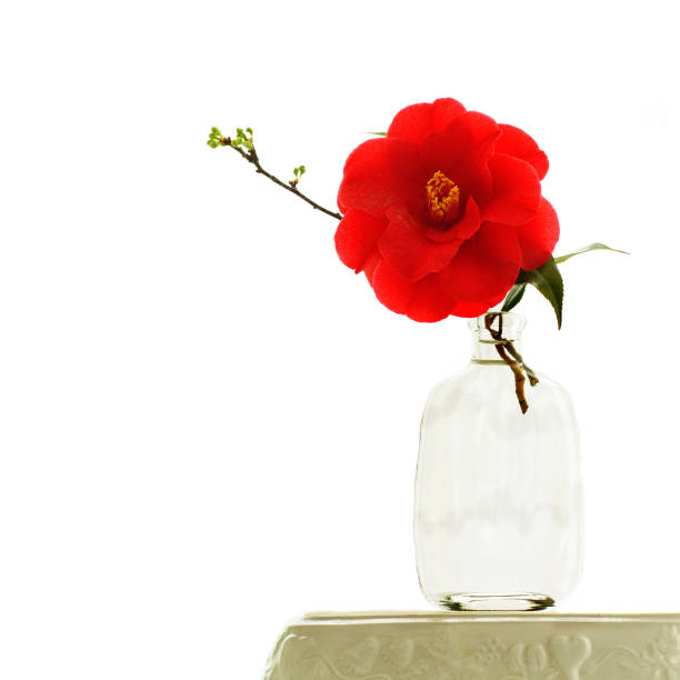 simple ikebana with camellia flower