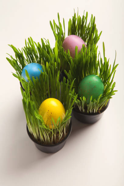 istock Colorful eggs in grass pots isolated on white background 936124342