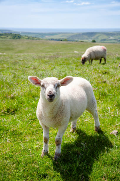 istock English rural landscape with grazing lamb 936124582