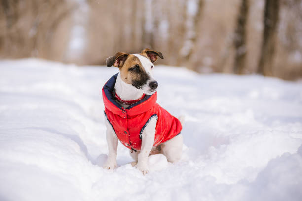 istock dog Jack Russell Terrier in a red suit for a winter walk 936128136