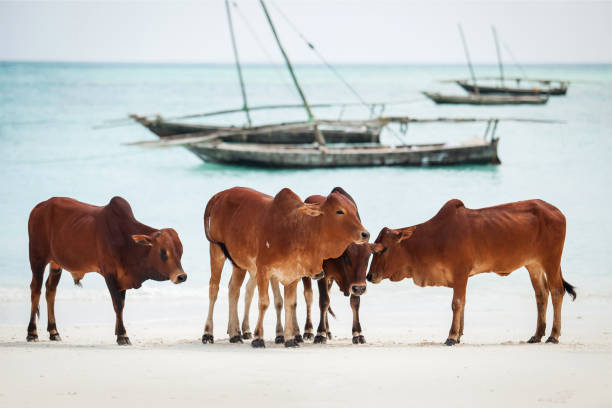 istock Cows on the beach in Stone Town, Zanzibar Island. 936128636