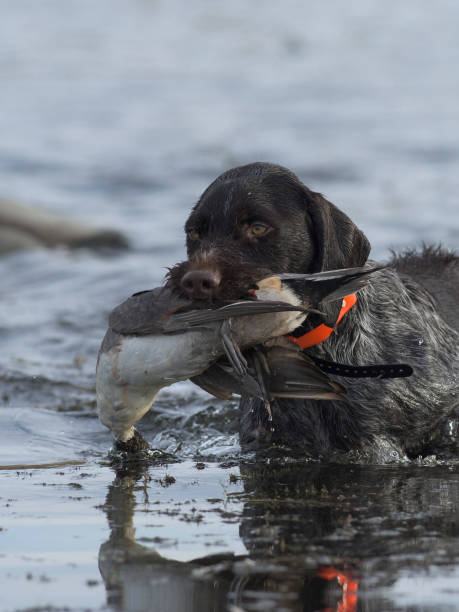 istock A Hunting dog with a Pintail Duck 936129264