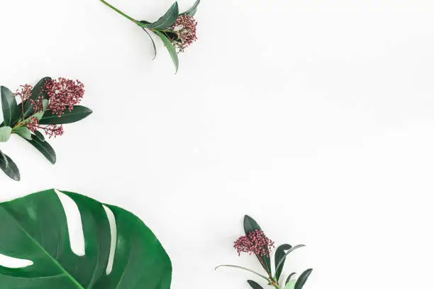 Photo of Tropical flowers leaves on white background. Flat lay, top view