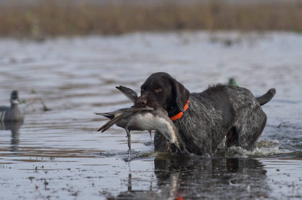 istock A Hunting dog with a Pintail Duck 936129568