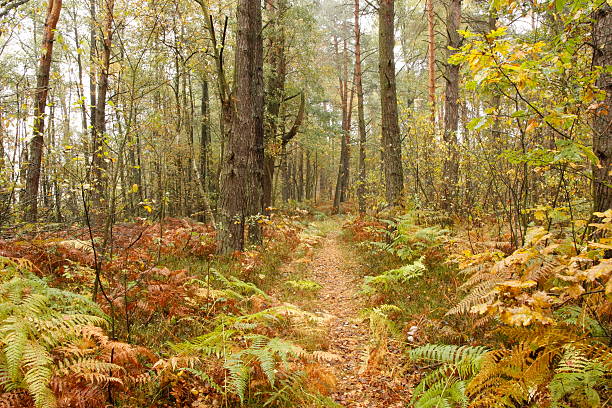 Wild Forest in the Autumn . stock photo