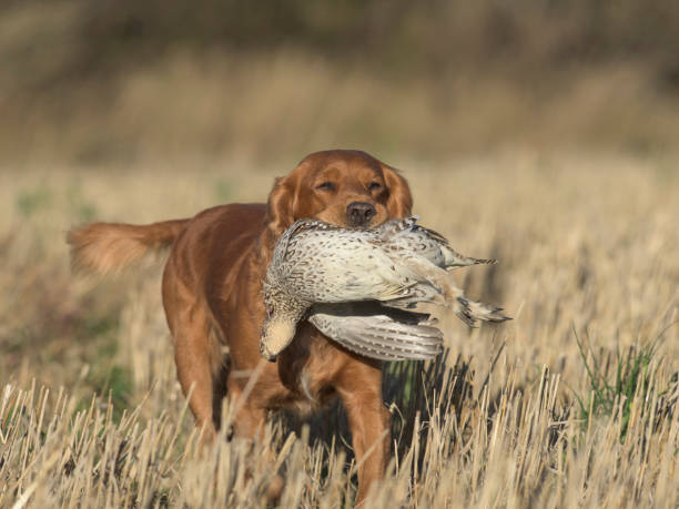 istock An English Cocker Spaniel with a Sharptailed Grouse 936129962