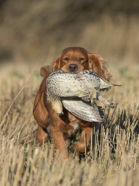 istock An English Cocker Spaniel with a Sharptailed Grouse 936130000
