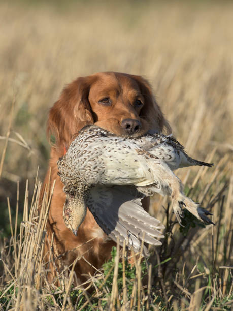 istock An English Cocker Spaniel with a Sharptailed Grouse 936130010