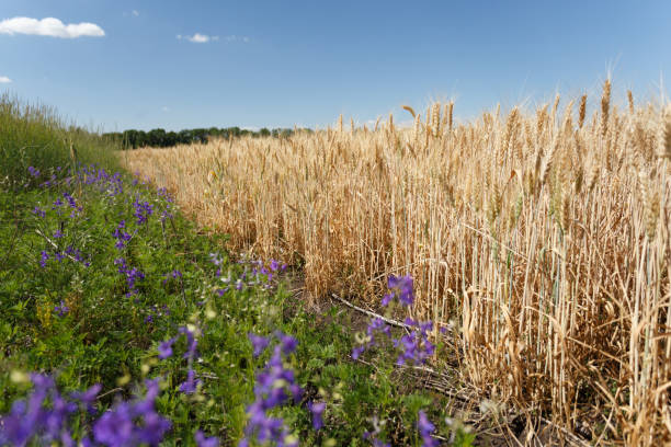 champ de blé à proximité de la route - organic horizon over land horizontal crop photos et images de collection
