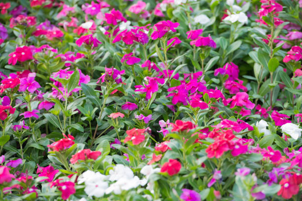 istock bloom-blossom-flower-garden-plant 936133374