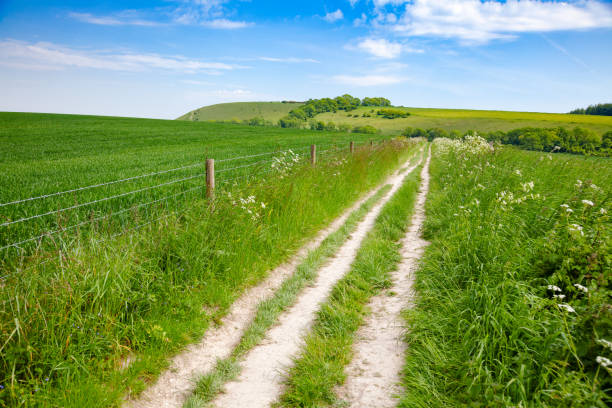 서 섹스 영국 남부 영국의 사우스 다운스 방법 국립 트레일 - dirt road national park south downs footpath 뉴스 사진 이미지