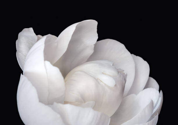 istock White peony flower on black background. 936140456