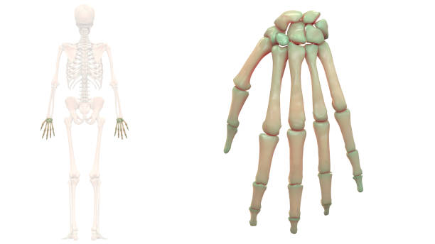 ludzki szkielet system ręka kości anatomia - ulna one person concepts rear view zdjęcia i obrazy z banku zdjęć