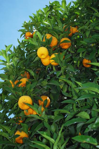 セビリア オレンジの木、スペイン。 - 13414 ストックフォトと画像