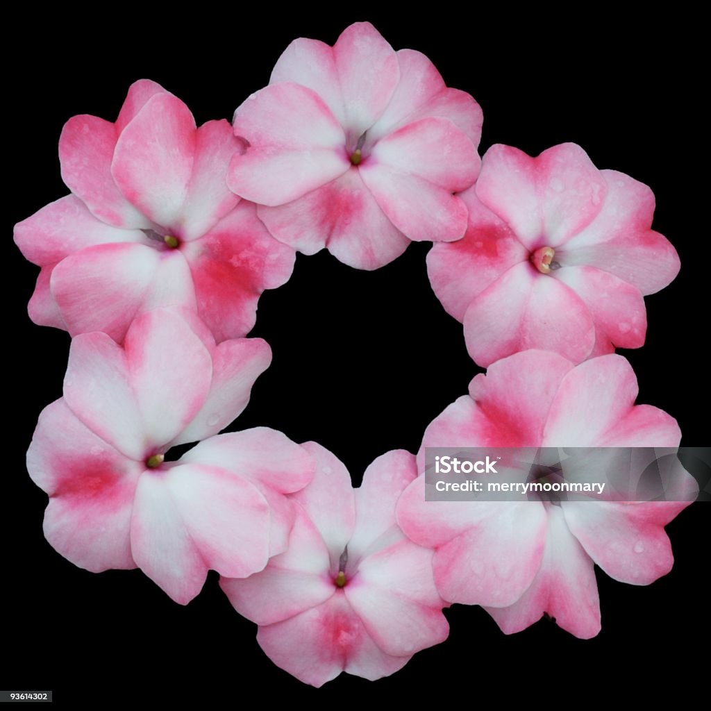 Pink Flower Circle An arrangement of pink impatiens arraged in a circle on a black background.  You can change the background color to anything you would like. Arrangement Stock Photo