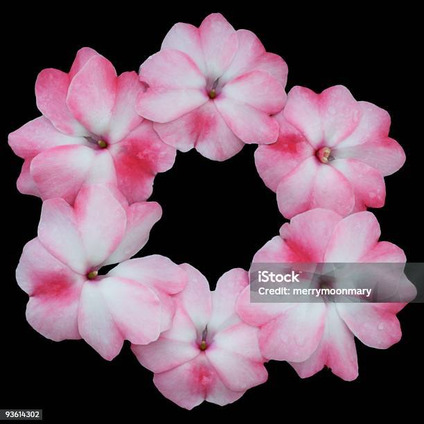 Pink Flower Circle Stock Photo - Download Image Now - Arrangement, Black Background, Blossom