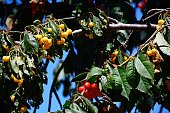 Cherries ripening on a tree, Portugal.