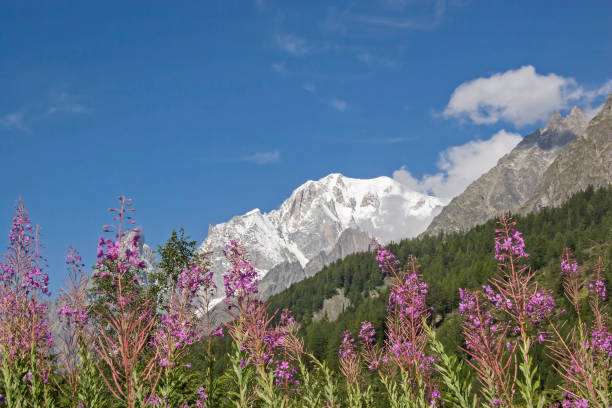 istock Epilobium angustifolium 936143212