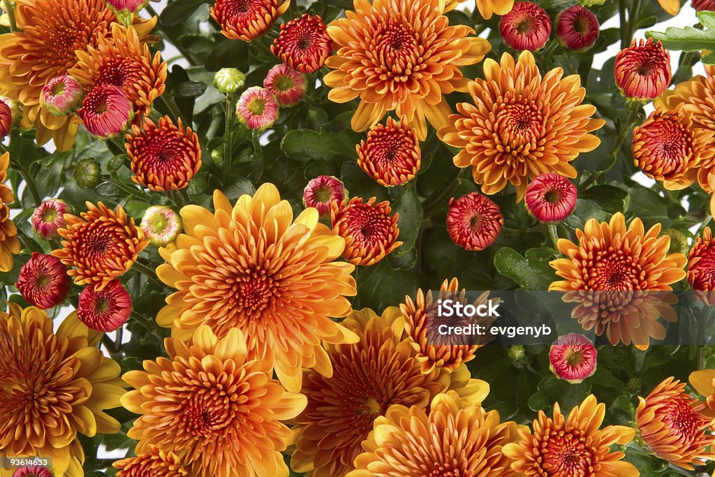 Orange mums with green leaves in background Closeup of vibrant auburn Chrysanthemums bouquet on white - suited as background Garden Mum Stock Photo
