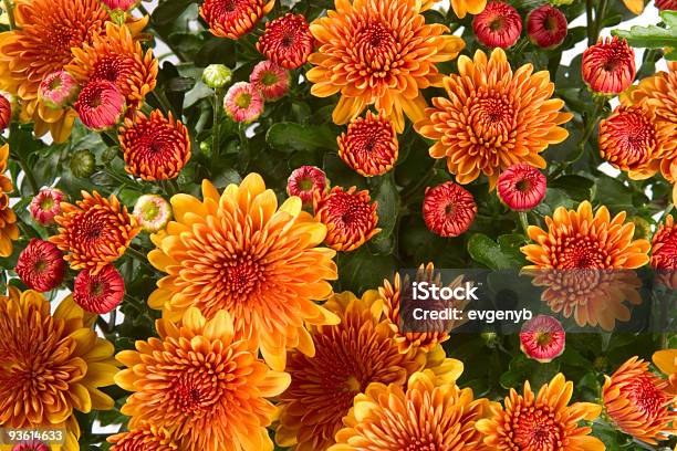Orange Mums With Green Leaves In Background Stock Photo - Download Image Now - Garden Mum, Bud, Blossom