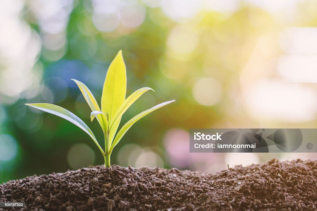 Plant growing from soil against blurred green natural background Plant growing from soil against blurred green natural background with copy space for nature and environment concept Sustainable Resources Stock Photo