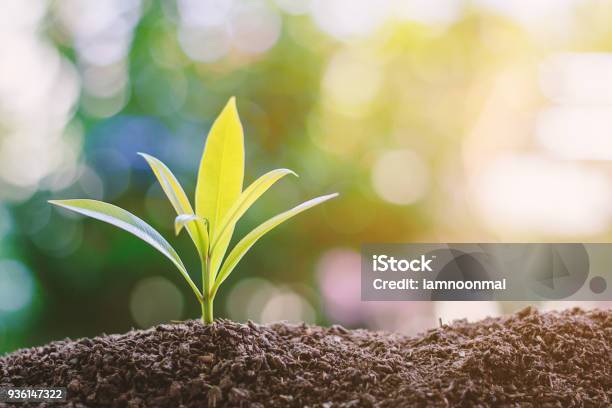 Plant Growing From Soil Against Blurred Green Natural Background Stock Photo - Download Image Now