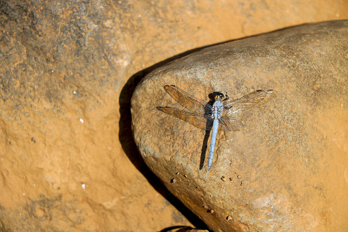 dragonfly is sitting on rock