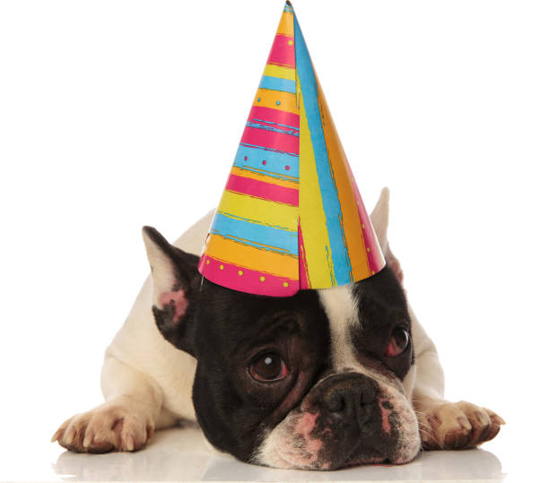 istock french bulldog lying down is not happy about his birthday 936149020