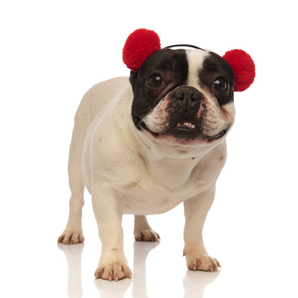 istock cute puppy wearing soft red earmuffs opens mouth 936151160